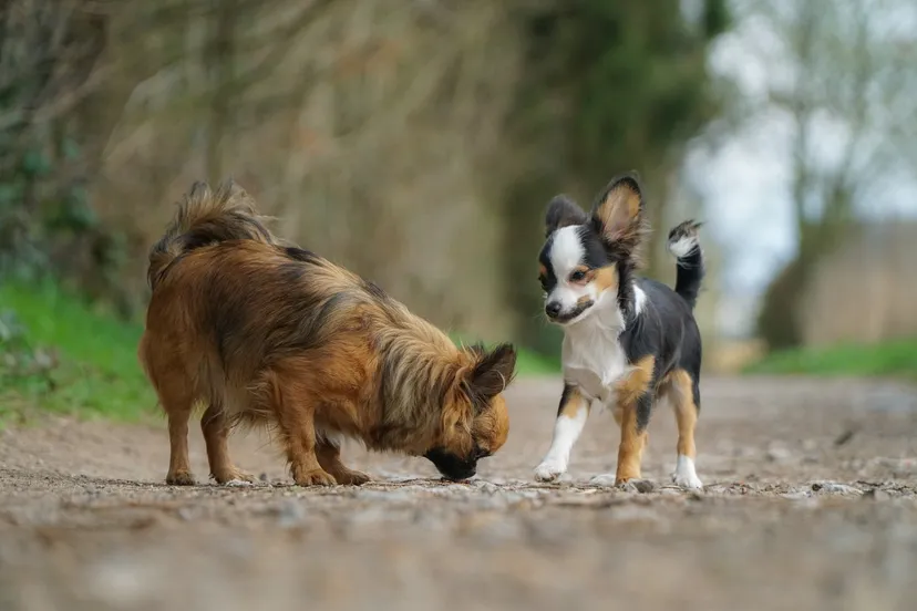 chiwawas 1407627 1280