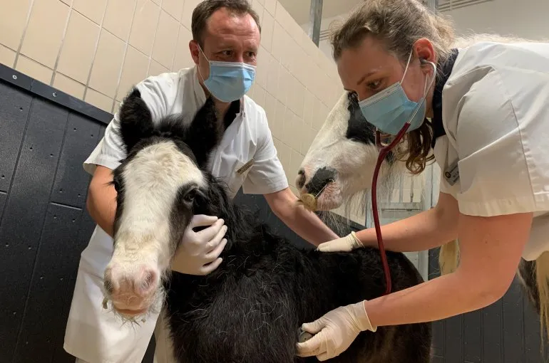 de veulenbrigade aan het werk