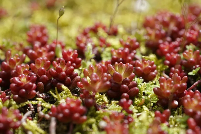 diamorpha 7965563 1280