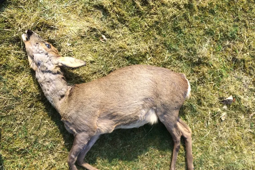 dood ree e1491468153537