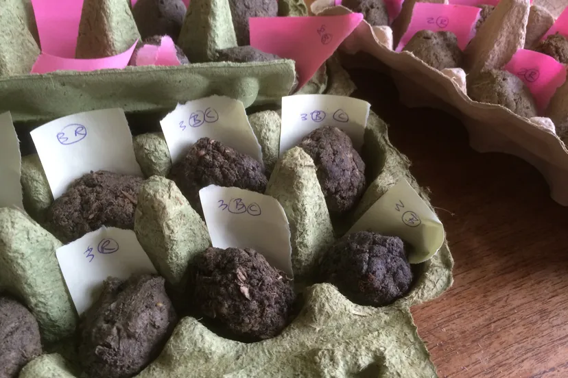 eierdoos bloembommen