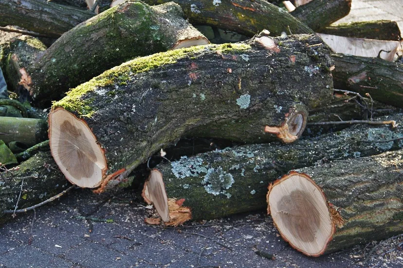 felled tree trunks 1100515 1280
