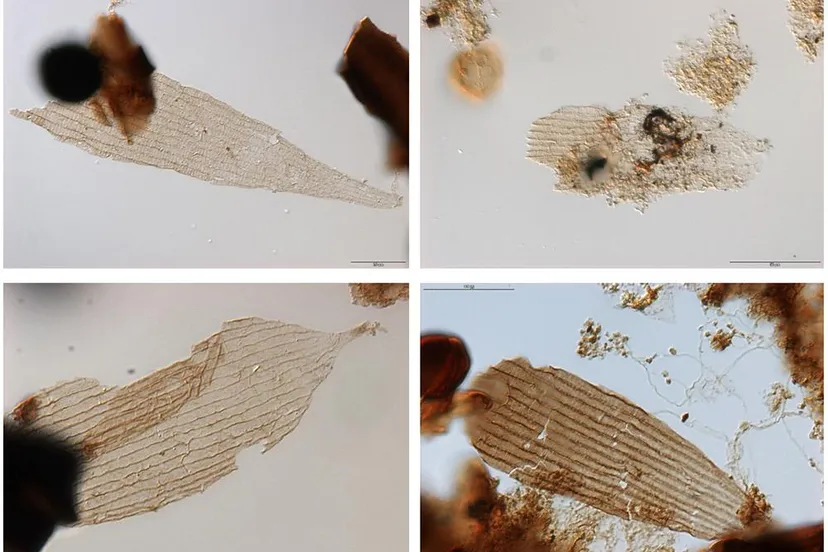 fossielen vleugels motten