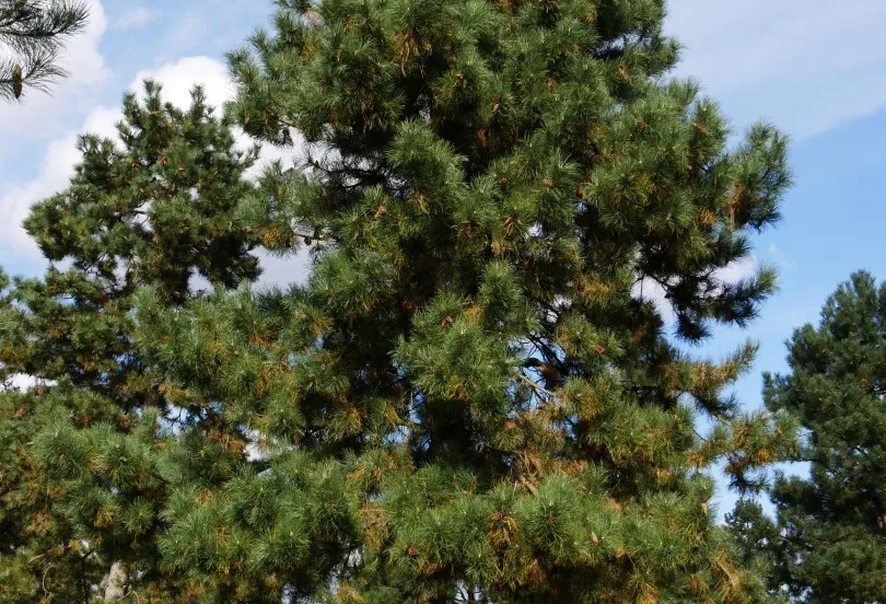foto pinus nigra
