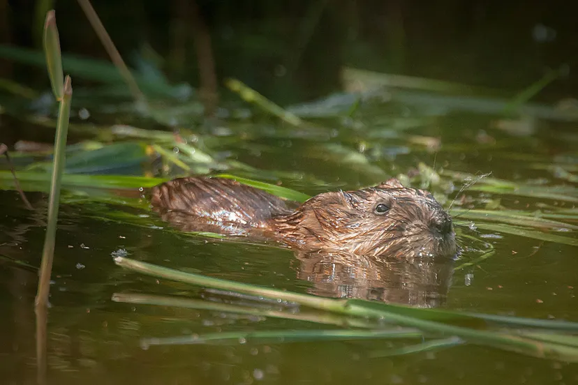 foto zwemmende muskusrat rob wirtz