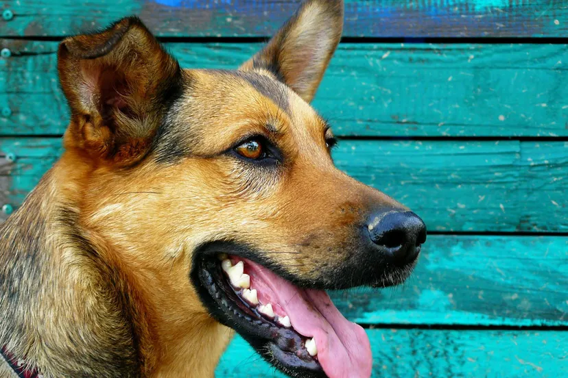 german shepherd 248622 1920