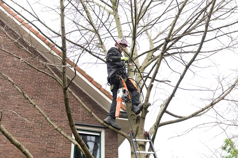 hoge bomen snoeien fotograaf willem jan ritman