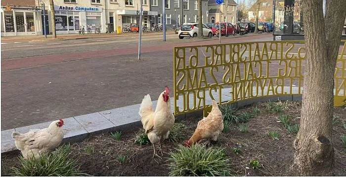 kippen julianapark 2023