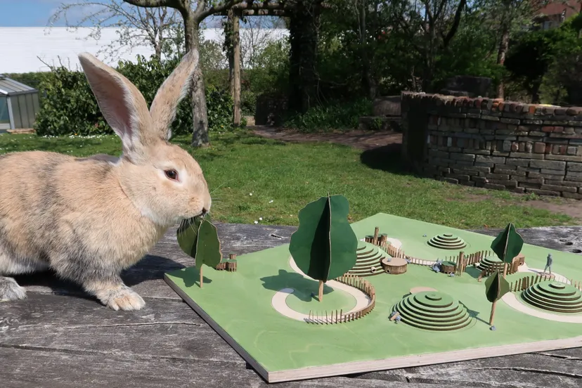 konijn bij nieuwe konijnenheuvel van griftsteede