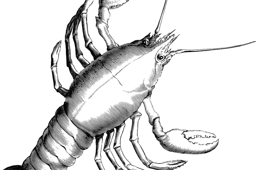 lobster 161812 1280