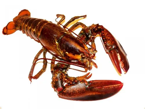 lobster gc0017594d 1280
