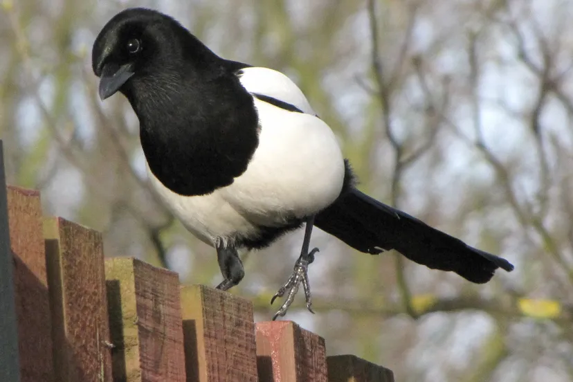 magpie 600266 1920
