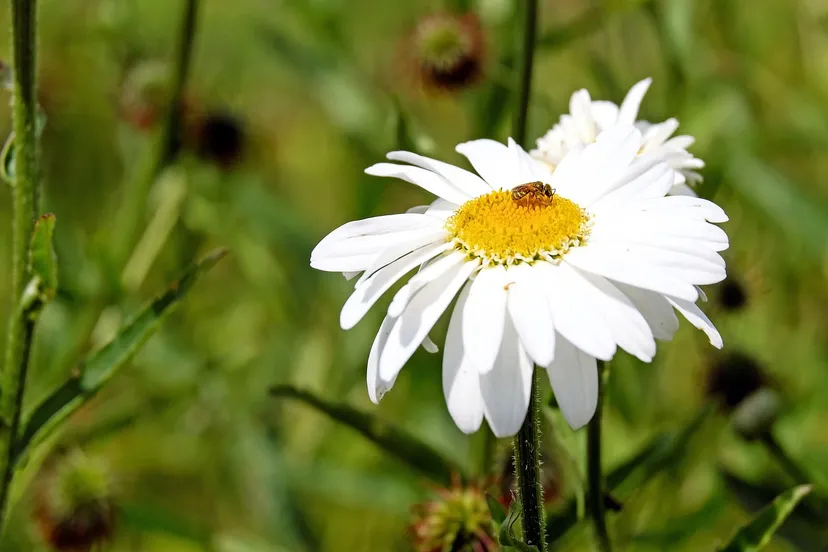 margarite 1505260 1280