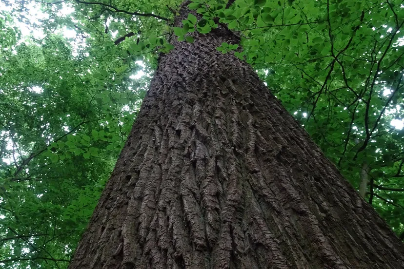 markiezeneik stam omhoog gekeken 30 mei2022
