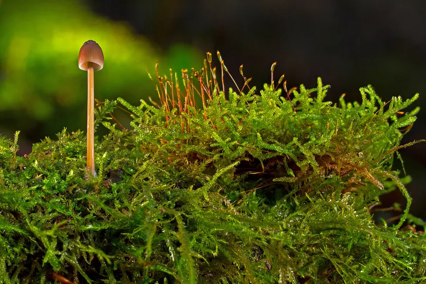 mushroom 3810276 1920