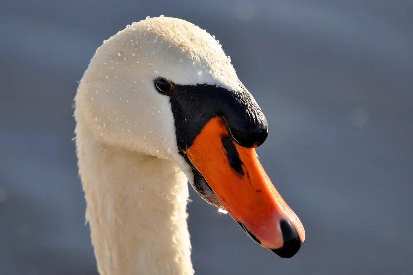 mute swan 3201588 1920