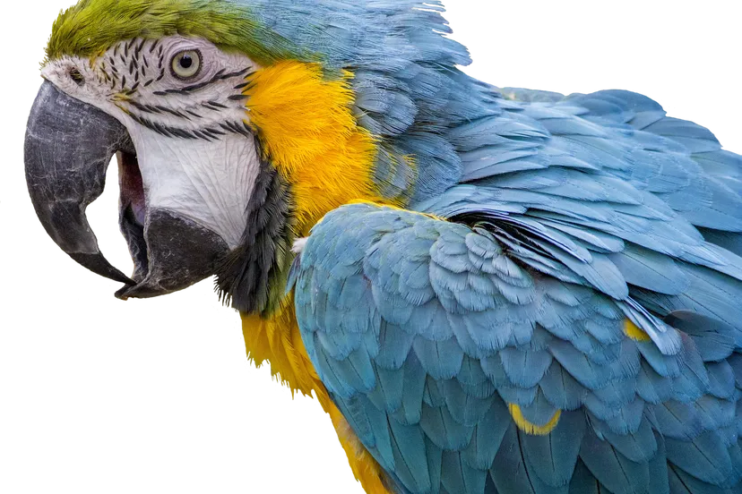 parrot 3089349 1920