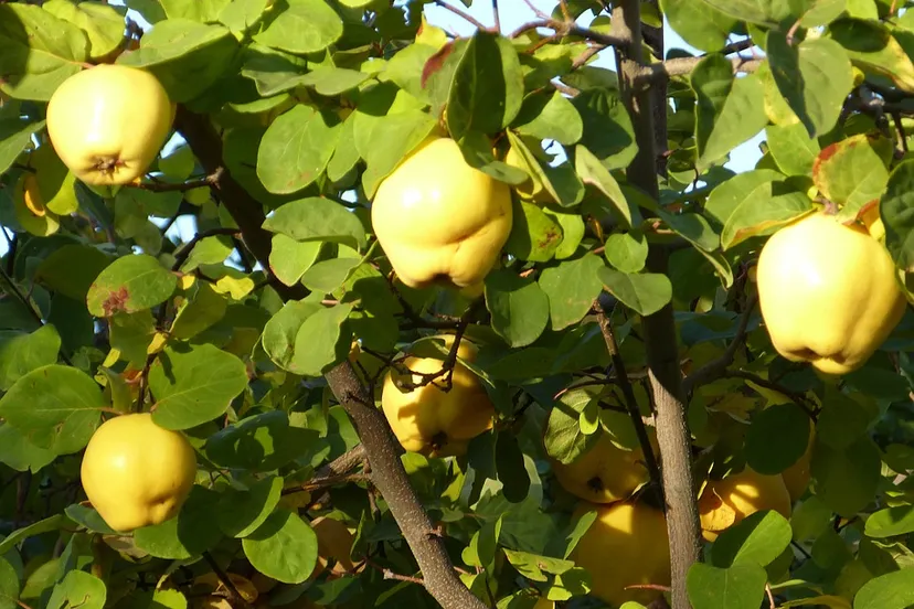 quince 65196 960 720