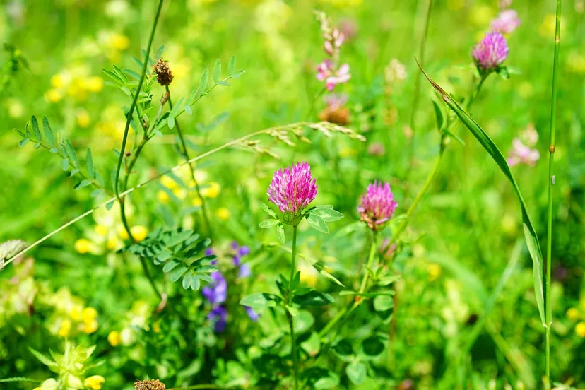 red clover 1464761 1280