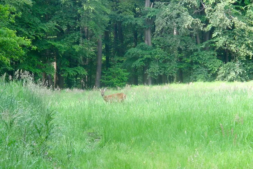 ree in sallandse heuvelrug 1