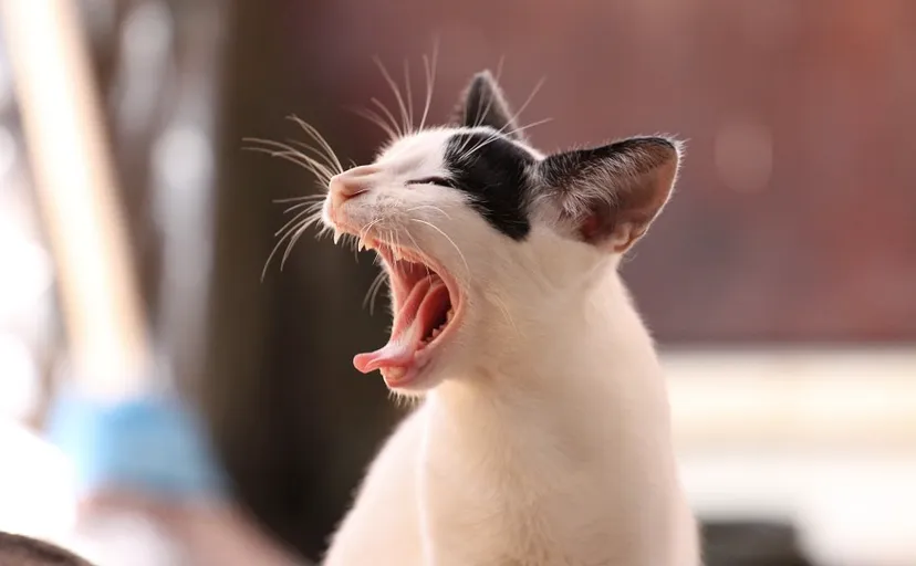 schermafbeelding 2017 05 05 om 173110