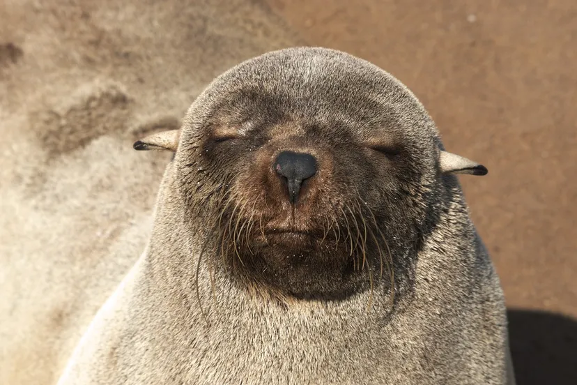 seal pelts 1645900 1280