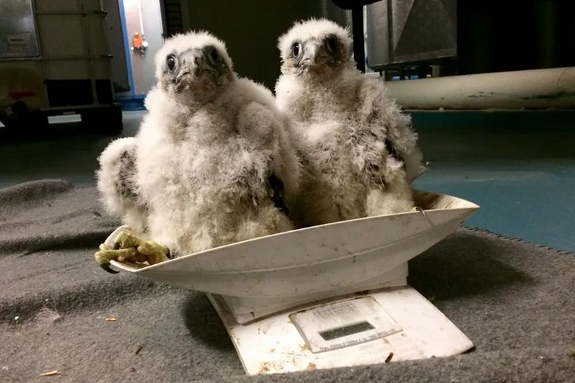 slechtvalk provincie