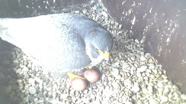 slechtvalk provinciehuis