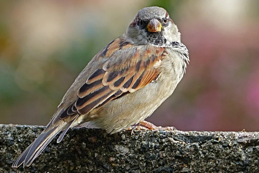 sparrow 1733861 1280