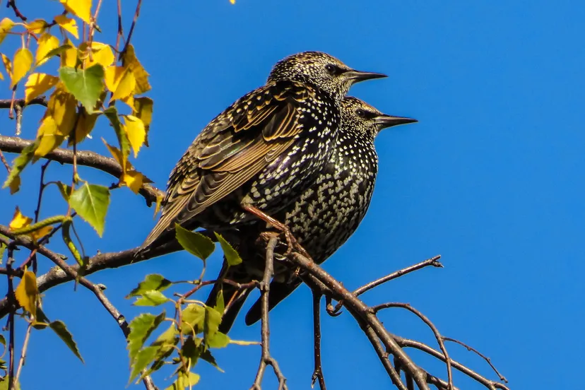 starlings g3f727b30e 1920
