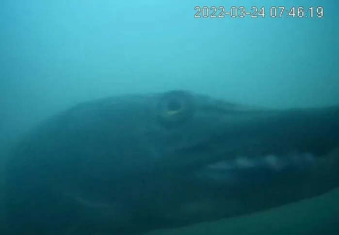 tandje de snoek bron visdeurbelnl a228394a63