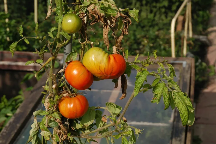 tomatoes 3713753 1920