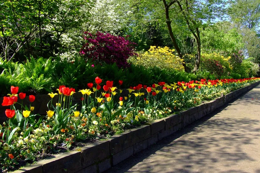 tulips 174596 1280