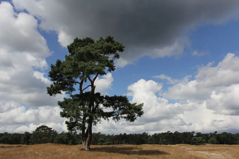 ul steun voor natuur en erfgoed in utrecht groeit renk ruiter ef4