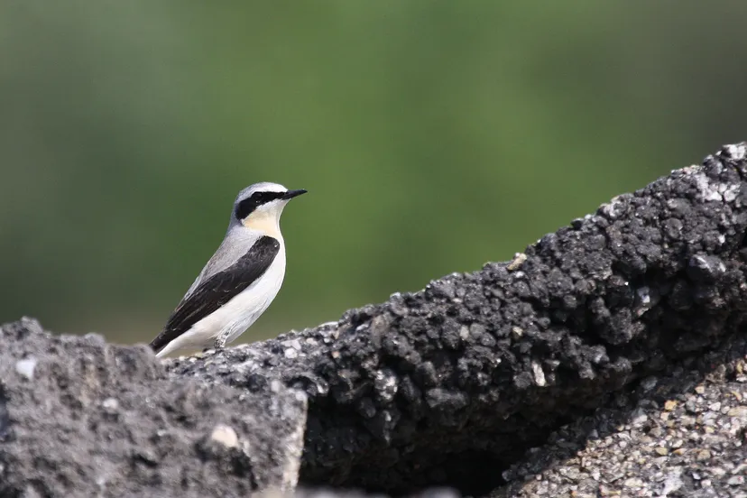 ul tapuit op park vliegbasis soesterberg herman van der bijtel
