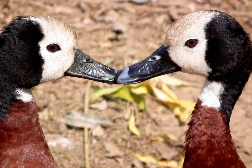 white faced 103012 1920 1