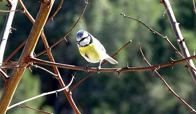 wiki cyanistes caeruleus mesange bleue 05