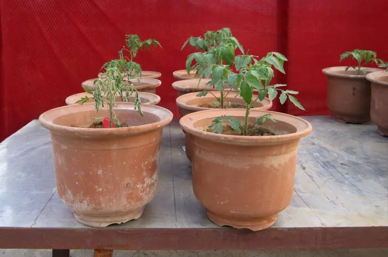 wilted and healthy ralstonia uitsnede2