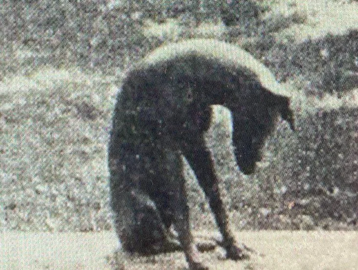 hondje spoetnikkijker