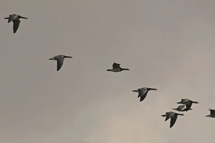 brantaleucopsismigration