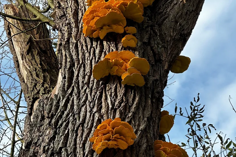 zwavelzwam voorveldse polder