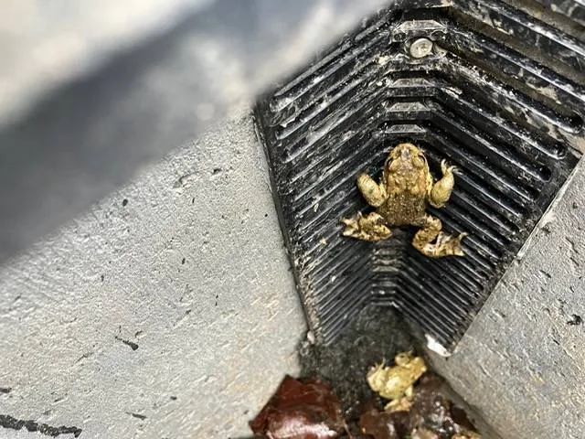 padden op trappetje 2