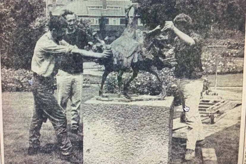 beeld vechtende kalkoenen