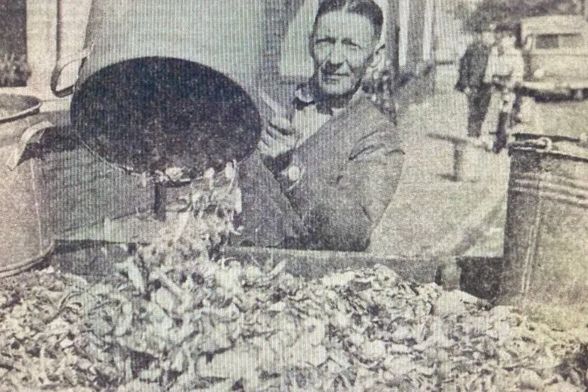 schillenophaler H.P Gaasenbeek