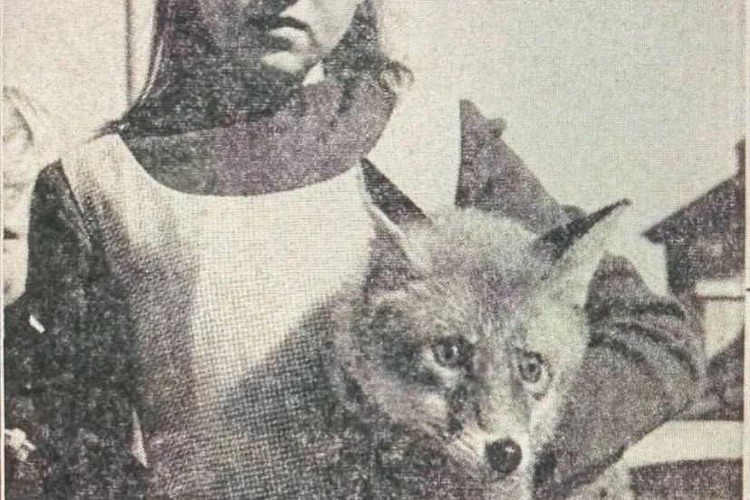 vosje Hanneke Galesloot