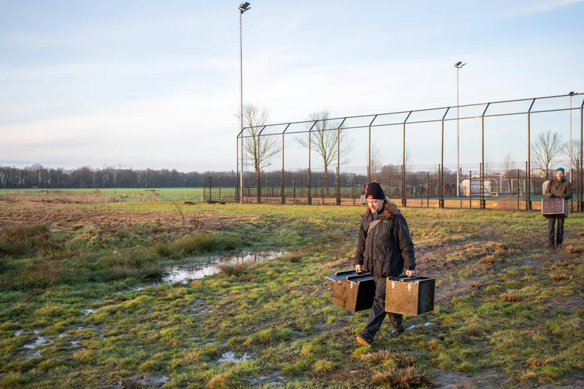 hazen vangen strijkviertel