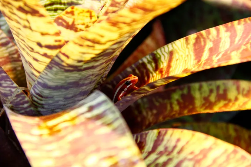 Anthony's pijlgifkikker