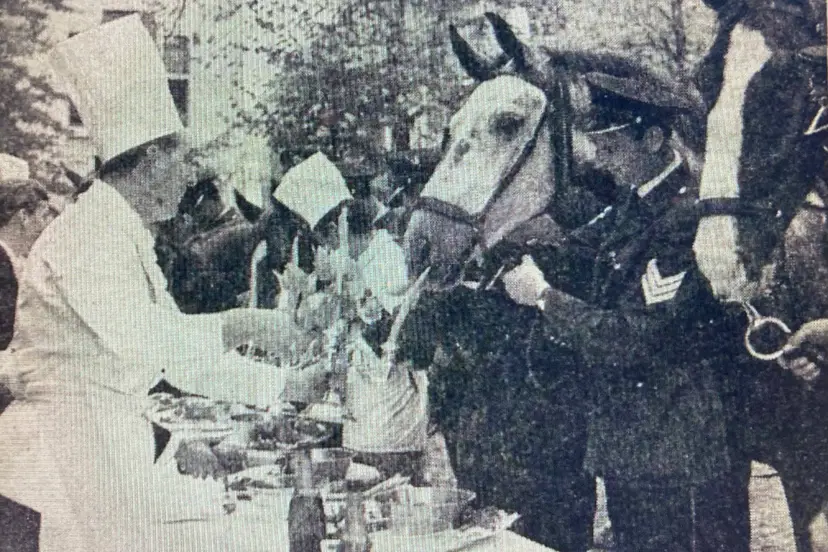 dierendag politie-paarden