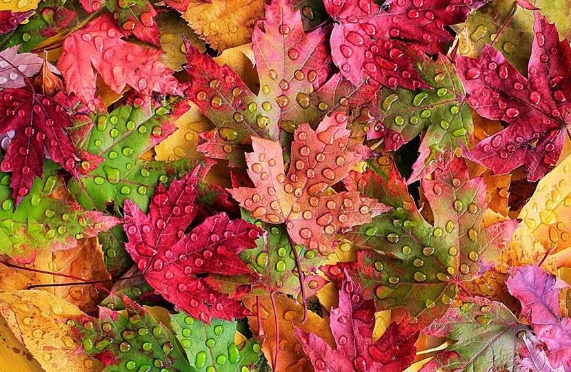 43678686 2153013634717012 3437831096622907392 n