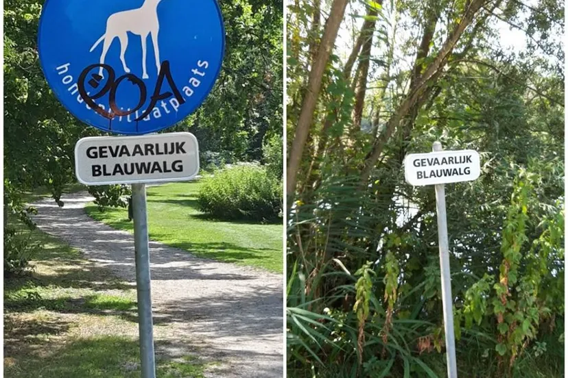 blauwalg